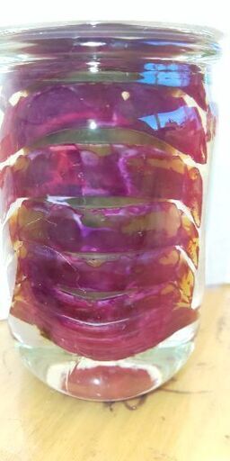 グソクムシ 透明骨格標本