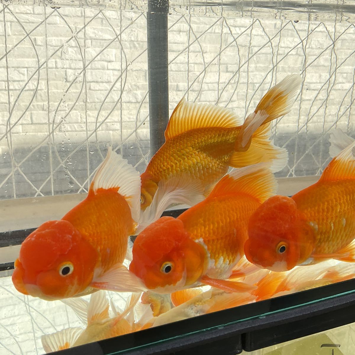 写真現物 極上 ジャンボオランダ獅子頭 二歳魚 メス2匹オス3匹 合計5匹セット 14cm〜17cm NO-13