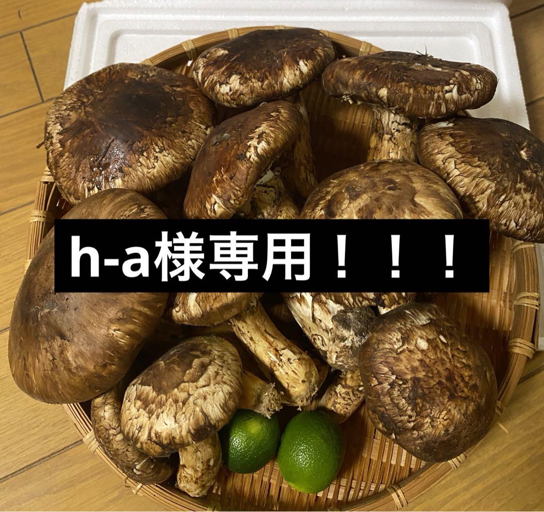 中国産 松茸 約1kg まつたけ