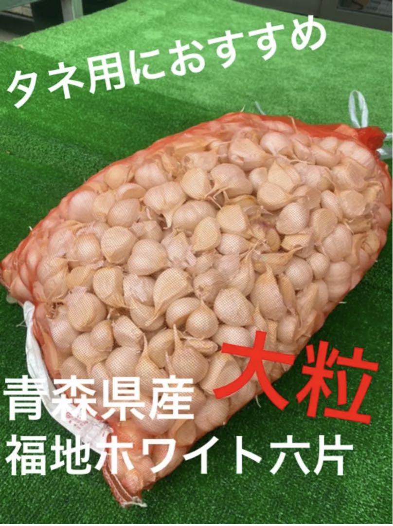 タネ おすすめ 特大サイズ 青森県産 福地ホワイト六片 にんにく