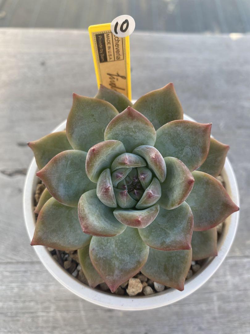 10 再入荷　カリフォルニア輸入 超人気　リンゼアナNo.3　希少　多肉植物