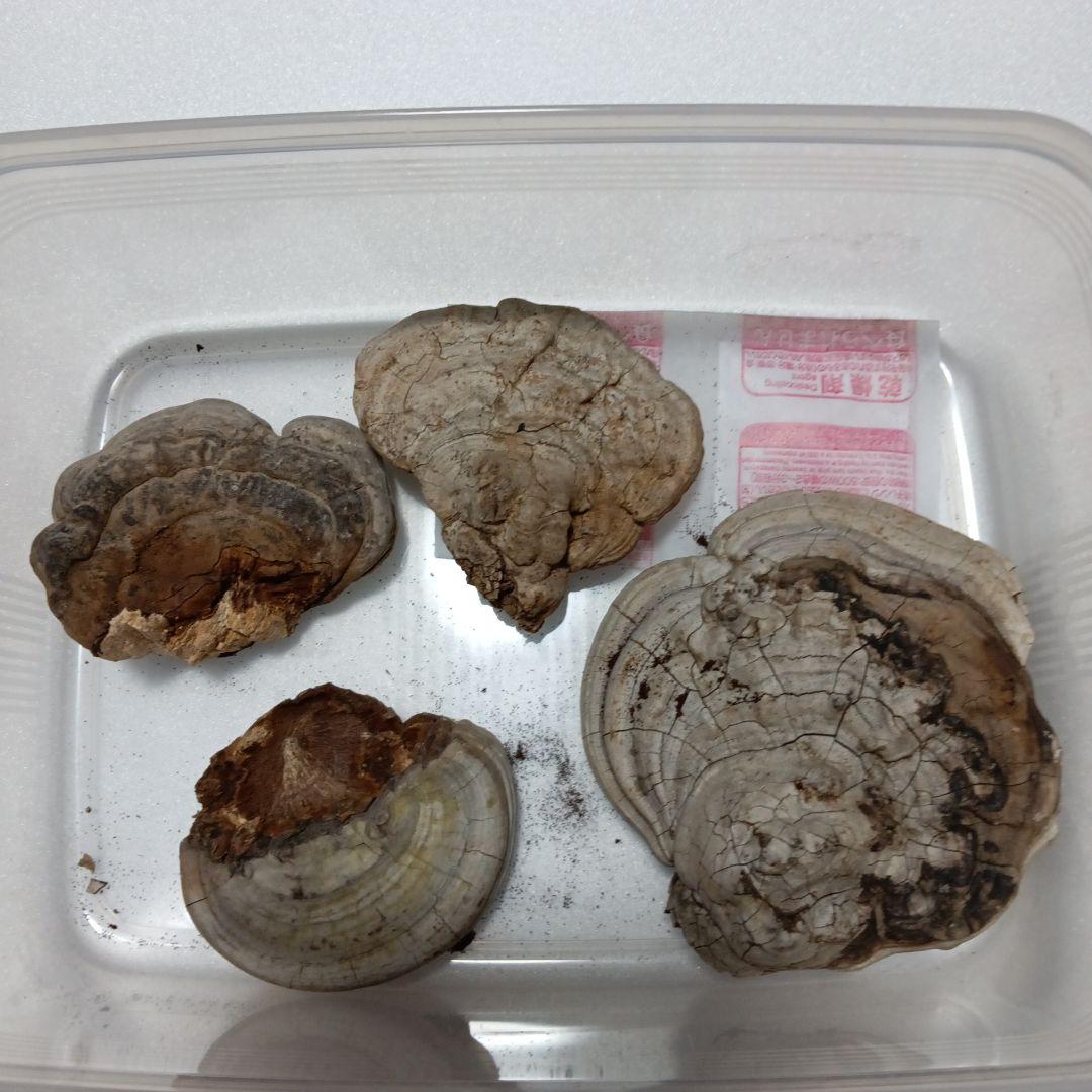 霊芝(古い梅の木、自生のみ)サルノコシカケ厳選大量短期間特別セール