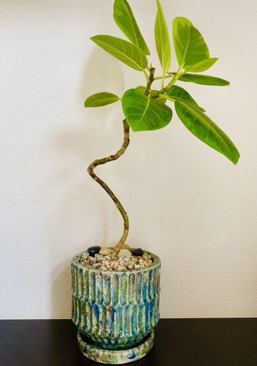観葉植物　70㎝曲がりアルテシマ　非売品陶器鉢付き　一点もの❗️