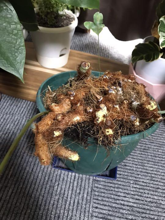 フレボディウム　ブルースター　シダ植物