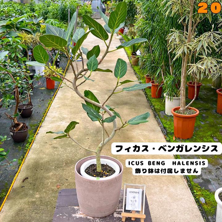 フィカス・ベンガレンシス・路地栽培、曲げ幹太・１３０センチ 20・個性的な樹形