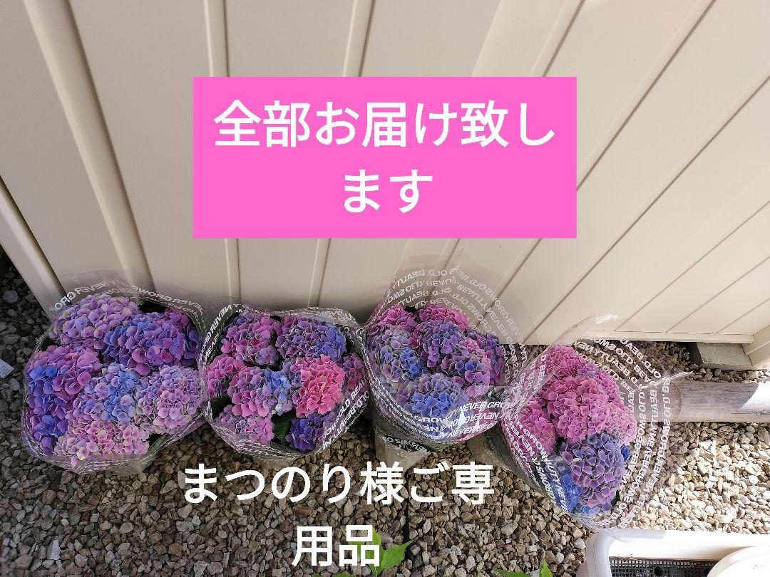 まつのり様ご専用品