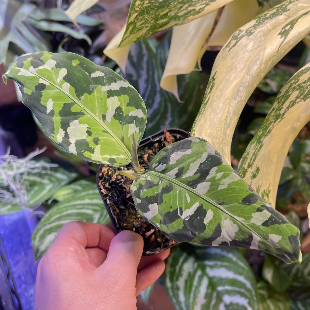 アグラオネマ アンダマン 諸島 ポートブレア 出射便 Aglaonema