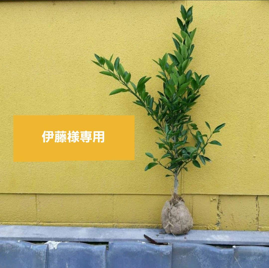 伊藤様専用ページ♬.*゜