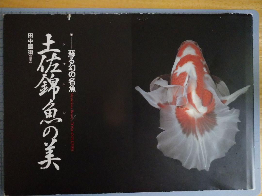 土佐錦魚の美