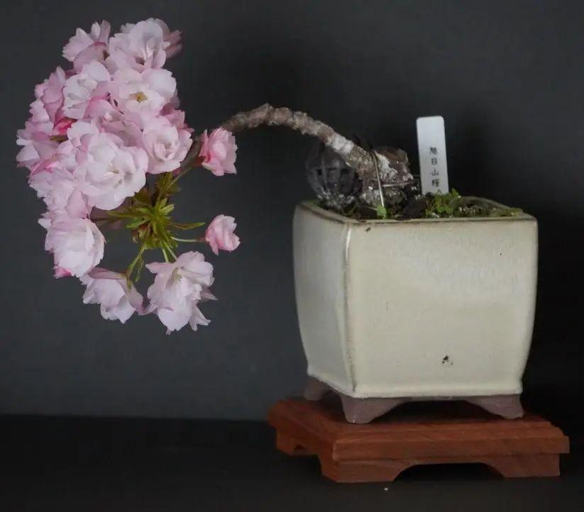 小品盆栽 旭山桜 サクラ
