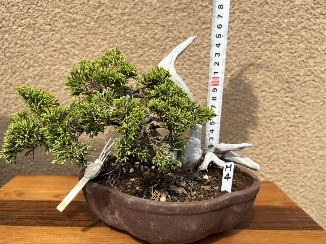 M- 4 糸魚川真柏盆栽樹齢 14年(日本製)