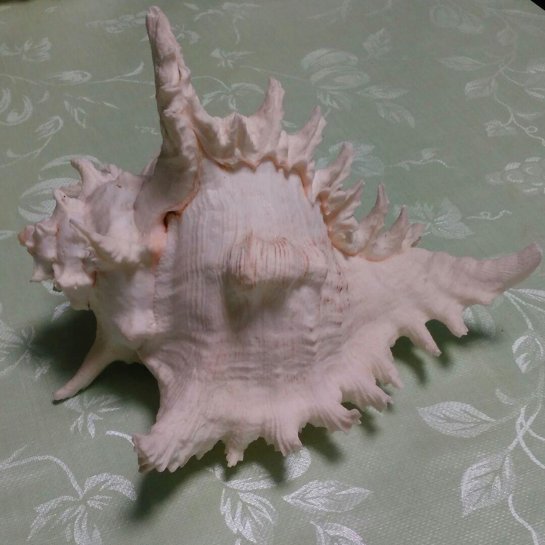 貝